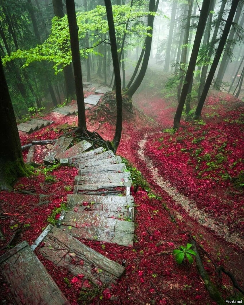 Сказочный швейцарский лес