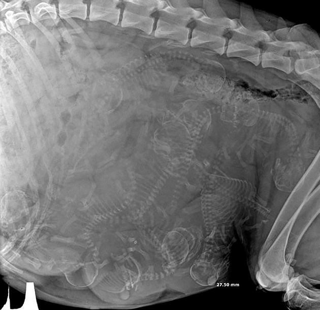 2. Рентген беременной собаки