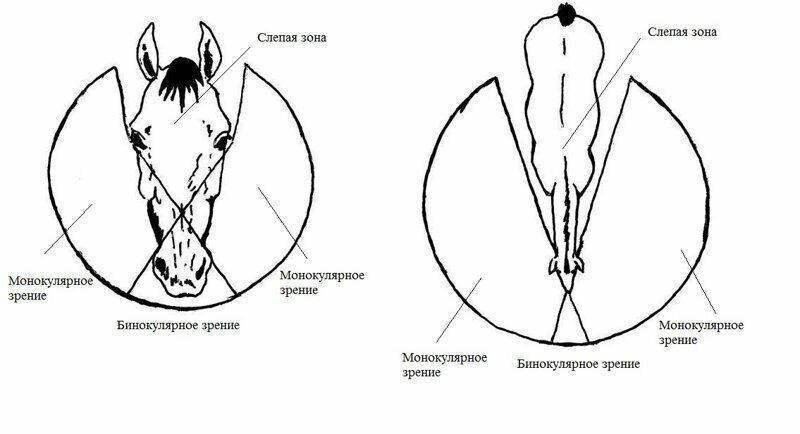 Чем и почему опасны лошади?