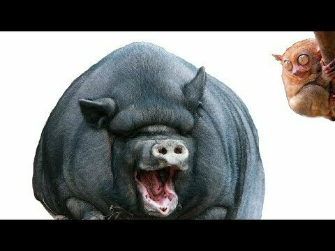 Кормим японских свинок 