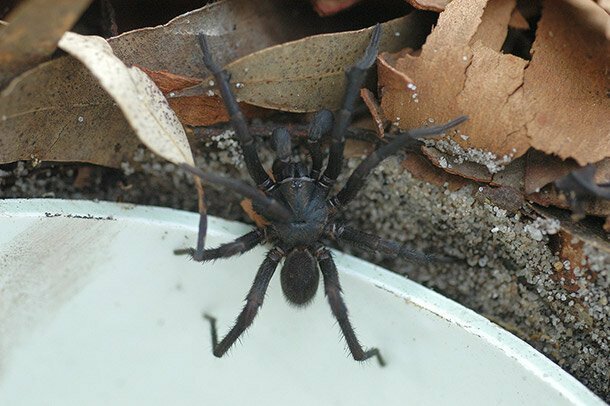 Австралийский воронковый водяной паук