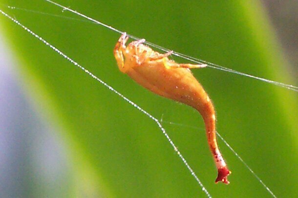 Скорпионохвостый паук