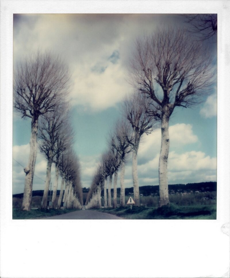 Зимние деревья.