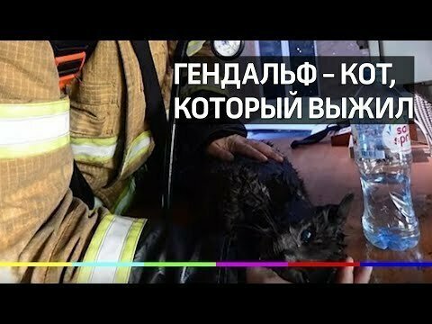 В Екатеринбурге спасатель сделал искусственное дыхание коту 