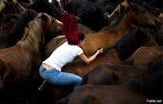 Укрощение диких лошадей во время фестиваля "Рапа Дас Бестас" в испанской дере...
