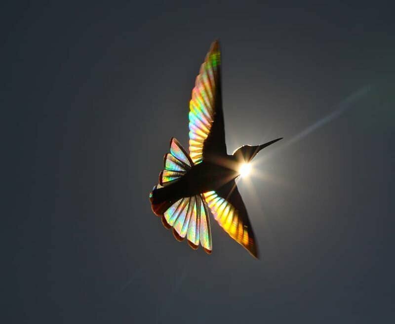 Этот получившийся призматический эффект образовал иллюзию, которая заставляла верить в то, что в тот момент птица превратилась в самую настоящую летающую радугу