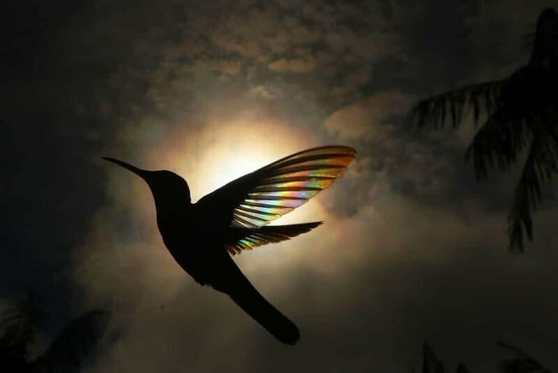 «Не было никаких специальных приспособлений, только дифракция света через крылья этого особенного колибри», — сказал Спенсер.