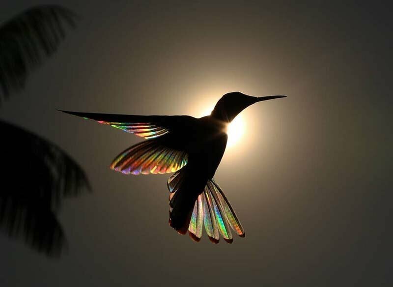 Фотографу Кристиану Спенсеру удалось запечатлеть потрясающий момент попадания лучей солнца на крылья чёрного колибри-якобина