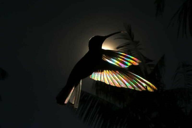 Фотографу удалось запечатлеть, как природное явление сделало похожим крылья колибри на крошечные радуги