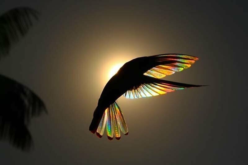 Фотограф сделал целую серию фотографий птиц и назвал ее "Крылья призмы"