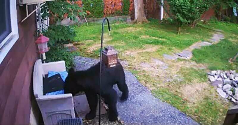 Храбрая собака бесстрашно бросилась на залезшего в соседский двор медведя