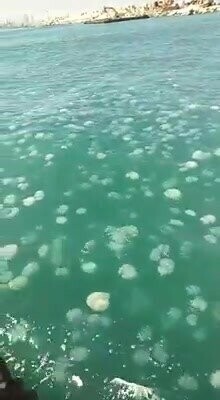 нашествие медуз 
