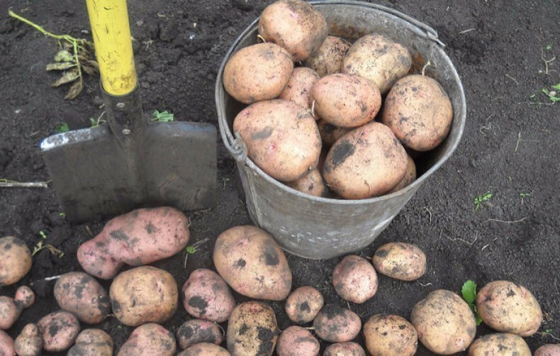 Революционная картошка, беспилотный трактор, рекордные урожаи: это Россия, детка