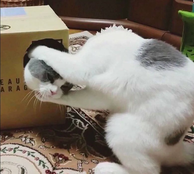 4. Кот примеряет свою голову к любимой коробке