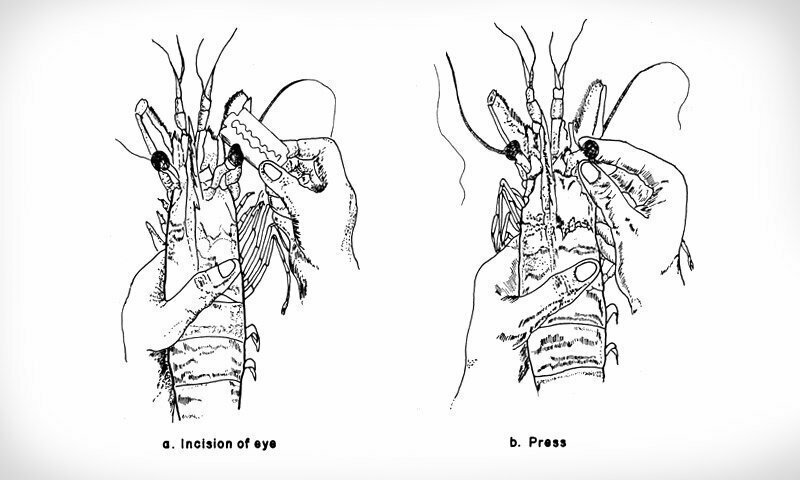 Отрезание глаз у креветок