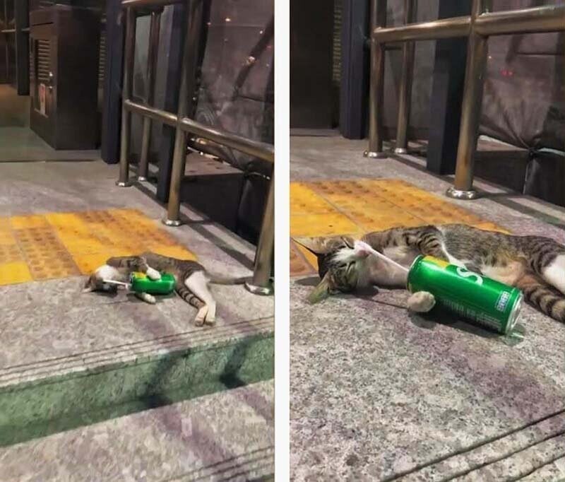 Лежавшая возле метро с банкой газировки кошка напомнила женщине не дошедшего до дома выпивоху