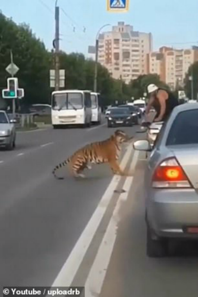 В Иванове на проезжую часть выскочил тигр
