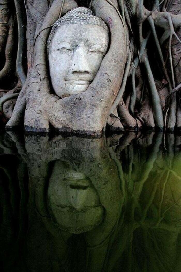 7. Статуя Будды в зарослях мангровых деревьев