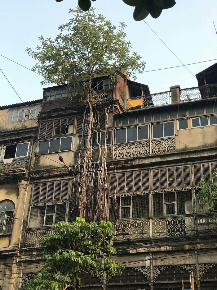 37. Священное дерево заявляет права на жилой дом. Калькутта, Индия