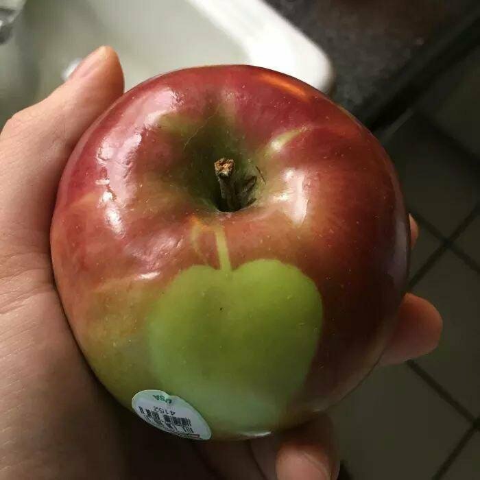 Яблоко с ещё одним яблоком на кожуре