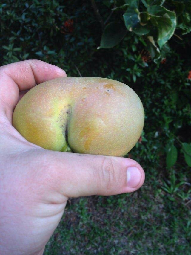 И, наконец, манго, которое выглядит как попа