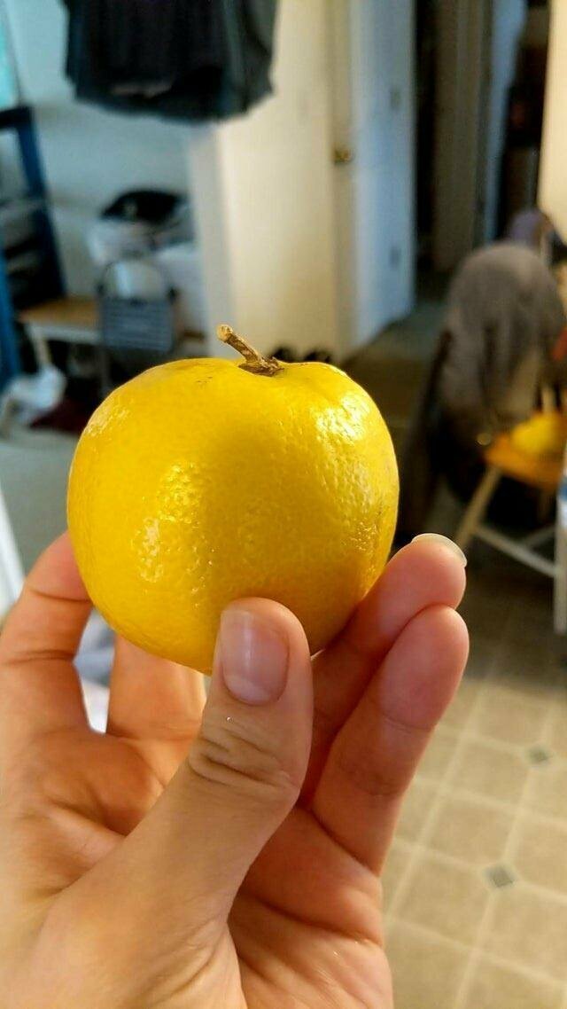 Этот лимон всегда мечтал быть яблоком