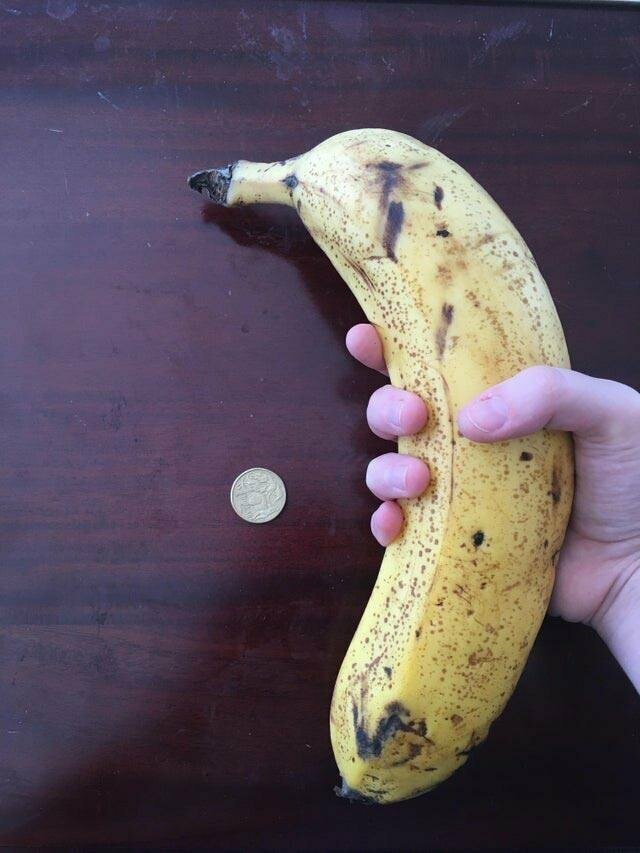"Это самый большой банан, который я когда-либо видел"