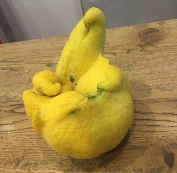 Как мог вырасти такой лимон?