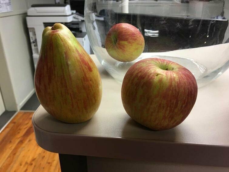 Только взгляните на это грушевидное яблоко