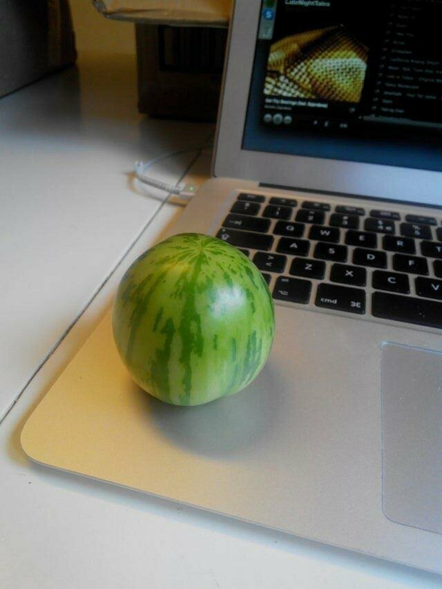 Это помидор, претворяющийся арбузом