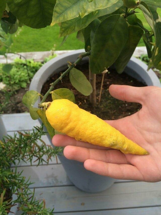 Этот лимон выглядит как морковь