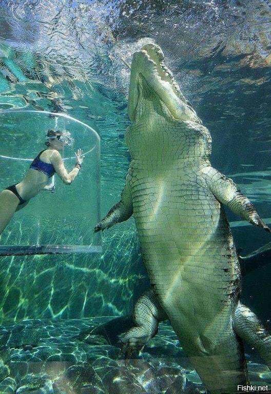 Огромный размер этого морского крокодила впечатляет