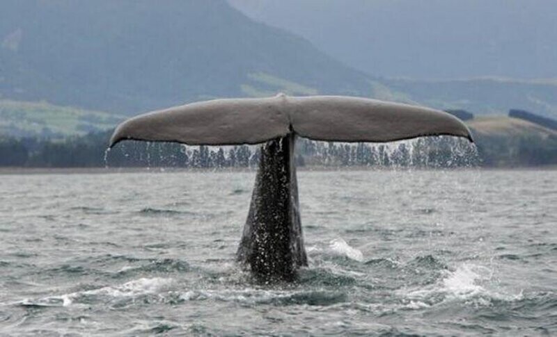 4. Помада из китового жира