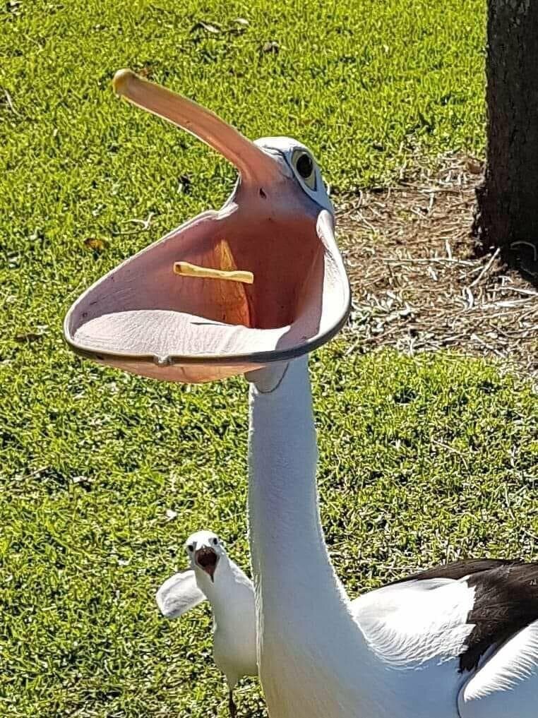 Исходное фото пеликана с грандиозной варежкой и птички-ассистента