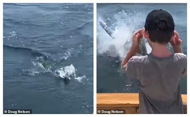 Рыбаки испытали шок от близкой встречи с акулой-людоедом