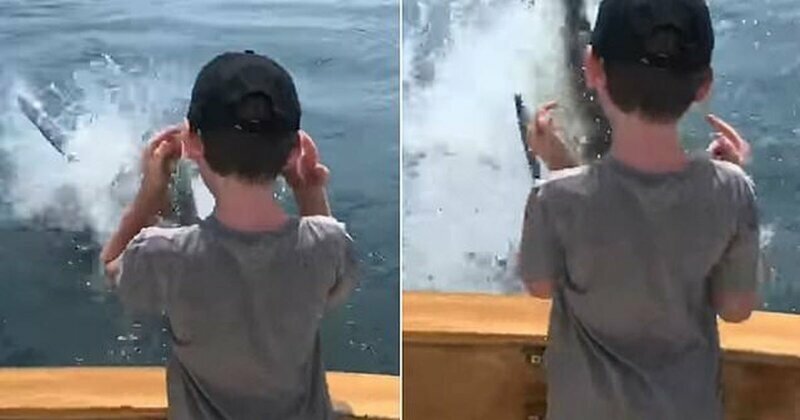 Рыбаки испытали шок от близкой встречи с акулой-людоедом