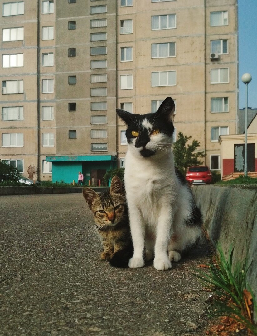 Кошки когда можно на улицу. Кошка на улице. Коты в городе. Город котов. Кошачий город.