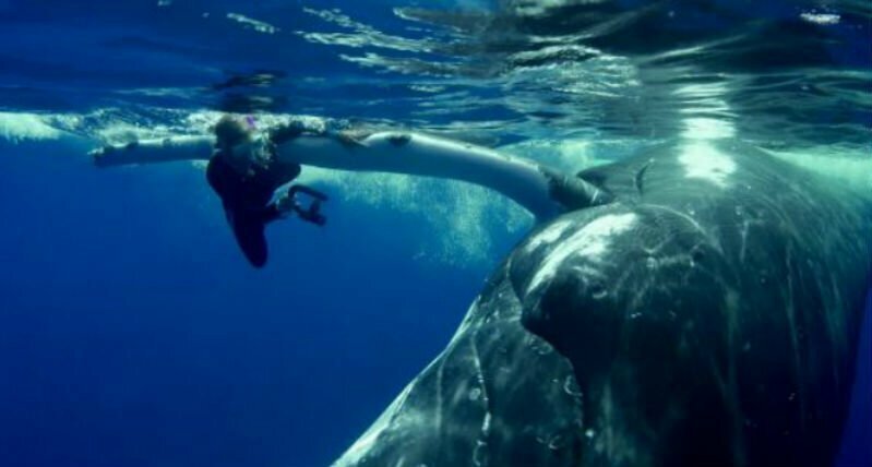 Морской биолог Нэн Хаузер (Nan Hauser) плавала рядом с китом и не заметила, что к ним подплыла тигровая акула. Увидев хищника, кит укрыл женщину плавником, а в какой-то момент даже поднял ее на поверхность воды. Инцидент попал на видео.
