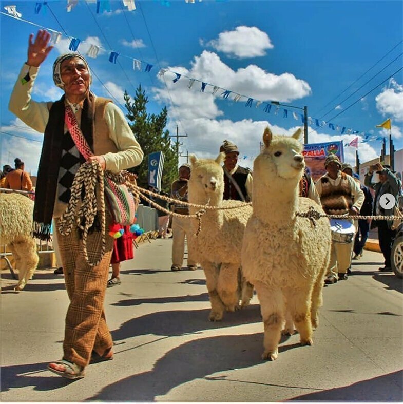 В этом году в Пуно (Перу) прошёл крупнейший в мире парад альпака. В акции приняли участие 1048 особей, которые прошли по улицам вместе с хозяевами: