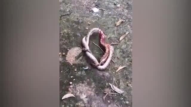 Я теперь не боюсь змей 