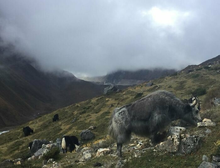 "Три недели я путешествовал в окрестностях горы Манаслу в Гималаях. За все это время лишь раз ее пик слегка проглянул сквозь туман"