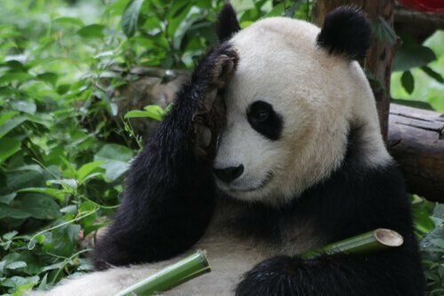 Почему у панды черные круги под глазами?