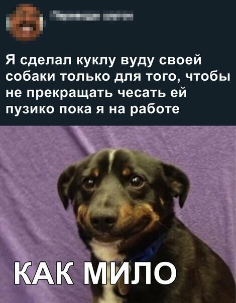 Прикольные и смешные картинки