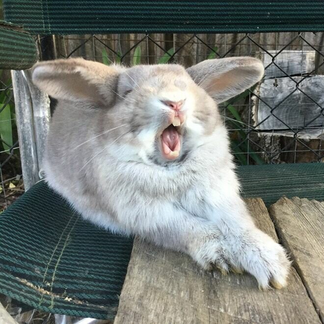 Зевающие кролики выглядят страшно