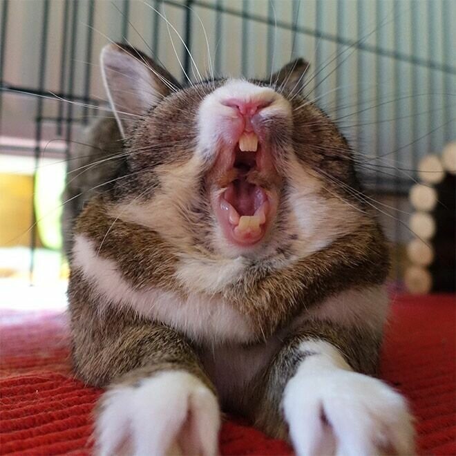Зевающие кролики выглядят страшно