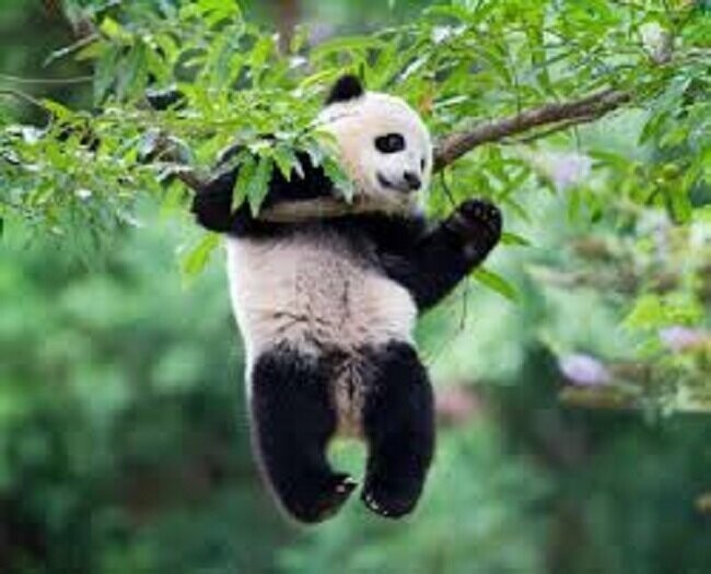 Интересные факты о пандах