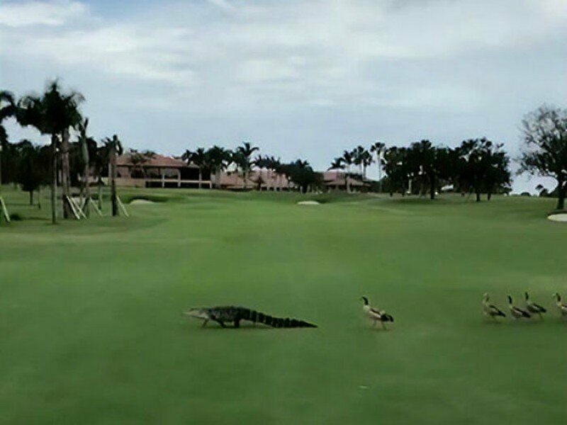Видео: гуси прогнали наглого аллигатора с поля для гольфа