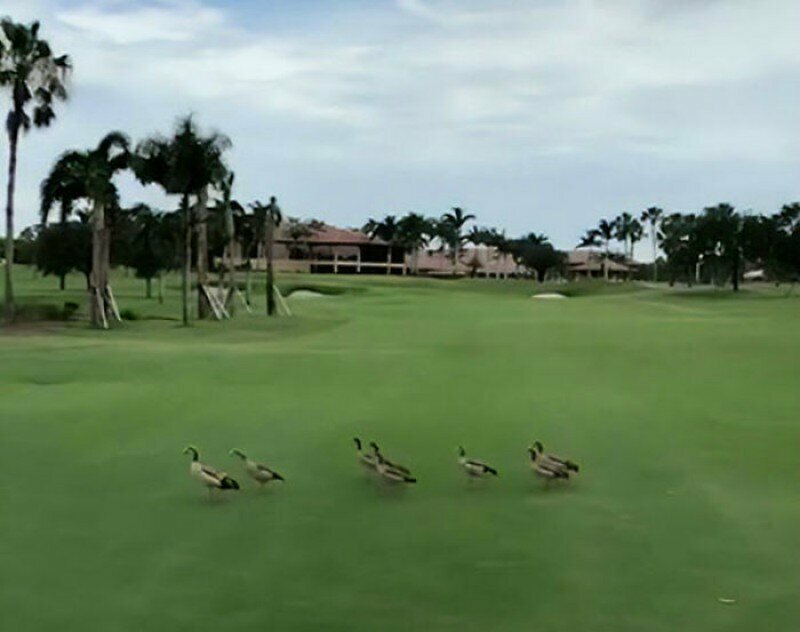 Видео: гуси прогнали наглого аллигатора с поля для гольфа