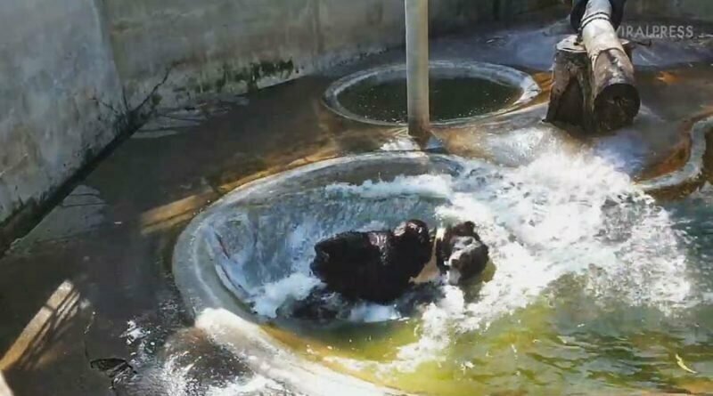 Чёрный медведь смешно плюхнулся в бассейн, чтобы эффектно освежиться в 38-градусную жару