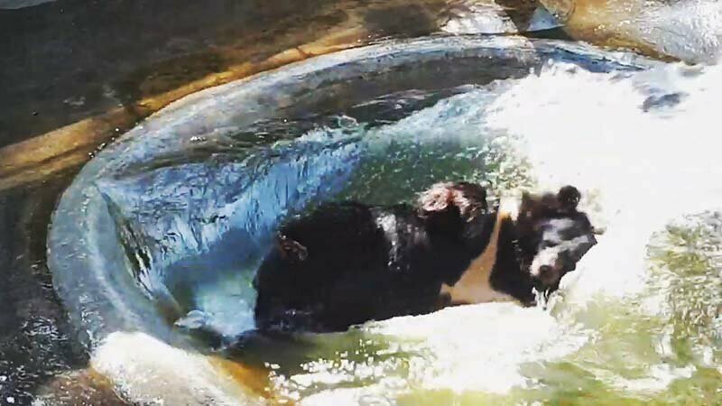 Чёрный медведь смешно плюхнулся в бассейн, чтобы эффектно освежиться в 38-градусную жару